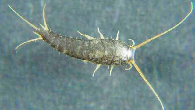 Traca Animal Insecto Dedetizacao – SMK Dedetizadora